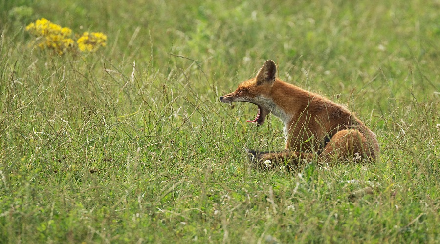 4 Days Tanzania Safari